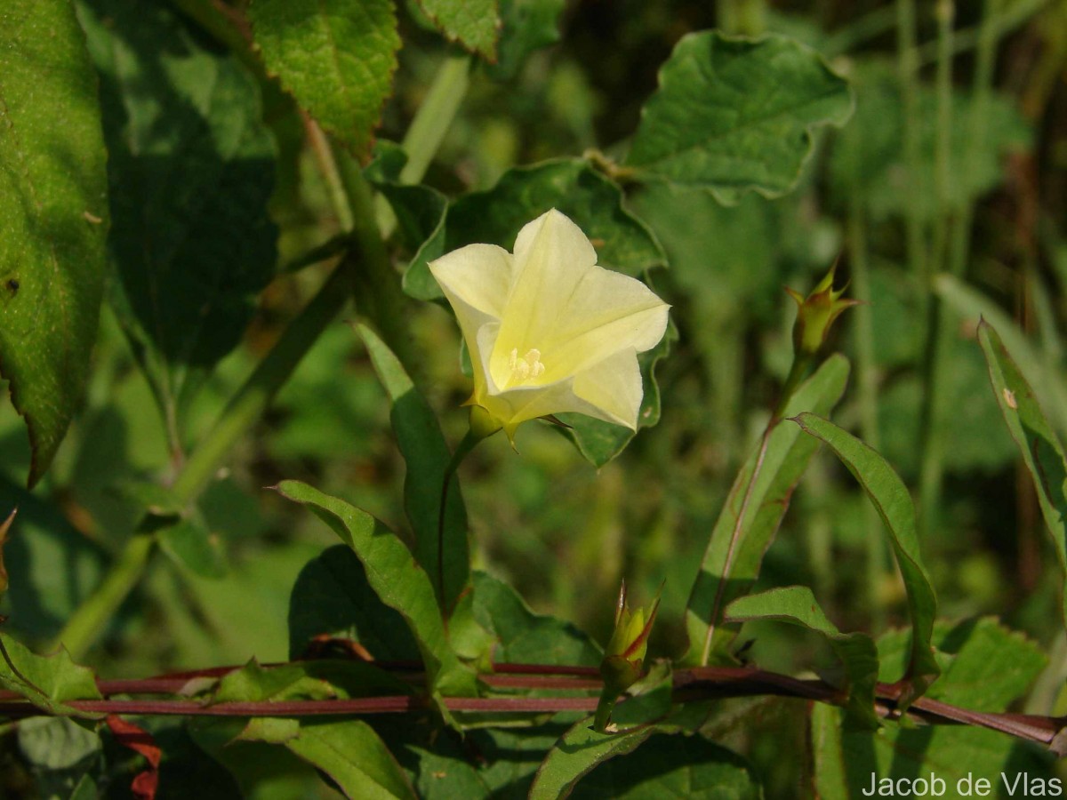 Xenostegia tridentata (L.) D.F.Austin & Staples